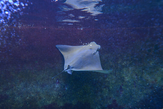 Cownose ray underwater in a giant aquarium.