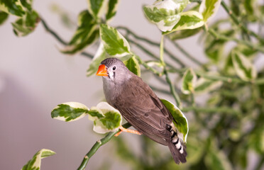 Obraz premium Beautiful finches perched on green leaves of tree branch. Close-up. Domestic birds.