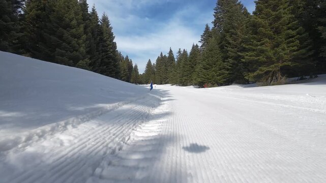 Fpv drone  footage  cross-country skiing on a track through a dense pine forest in winter, oe01