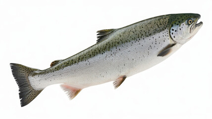 Obraz premium Fresh raw atlantic salmon fish isolated on a white background, showing scales and, silver skin