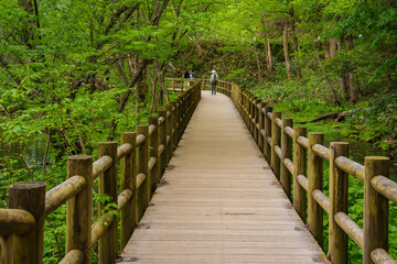 Fototapeta premium Scenic wooden walkway through a vibrant green forest landscape