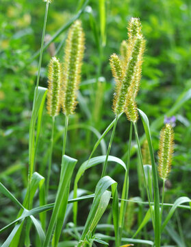 Foxtail (Setaria) grows in the field.