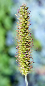 Foxtail (Setaria) grows in the field.