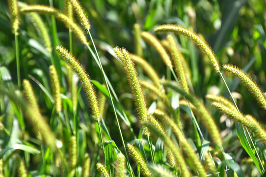 Foxtail (Setaria) grows in the field.