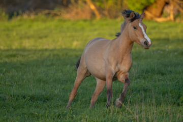 Obraz premium Horses moving at sunset in field