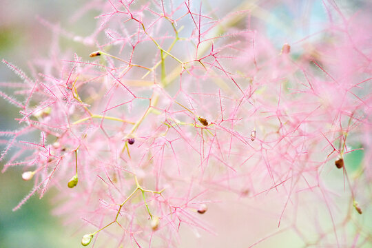 Delicate pink cotinus coggygria flowers in soft focus close-up