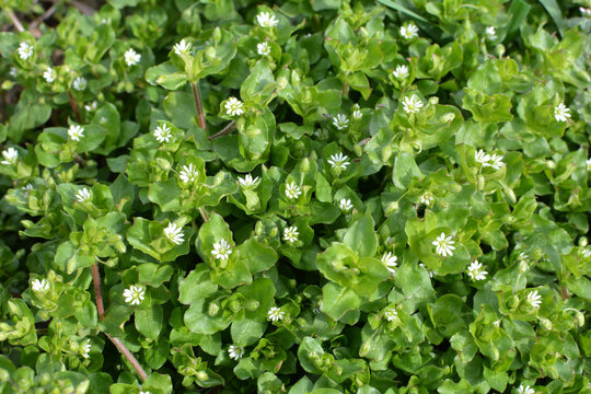 In the spring, chickweed (Stellaria media) grows in nature