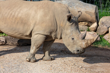 Obraz premium Photograph of a large Rhinoceros walking in a field while looking for food on a sunny day at a wildlife park in western Sydney in New South Wales, Australia