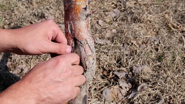 Close-up of a gardener's hands performing careful tree surgery on a young fruit tree. The video shows the meticulous process of cleaning a frost crack (frostburst) injury on the trunk