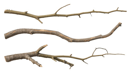 Fototapeta premium Collection of brown tree branches isolated on transparent background for design