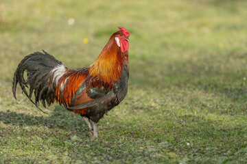 Magnificent rooster stands on grass on beautiful sunny day in open field. © bios48