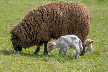 Ewe (Ovis aries) has just given birth to two lambs during sunny day. © bios48
