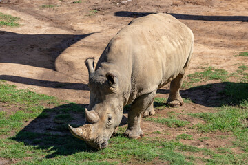 Obraz premium Photograph of a large Rhinoceros walking in a field while looking for food on a sunny day at a wildlife park in western Sydney in New South Wales, Australia
