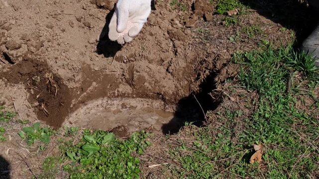 High-quality footage of a professional male gardener carefully pouring granulated mineral fertilizers into a prepared planting hole. This video illustrates the concept of mindful gardening and scienti