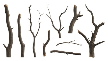 Fototapeta premium Collection of bare tree branches isolated on transparent background for design