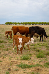 Obraz premium Small Orange and White Baby Cow Calves Near Orange and Black Cows Standing in Grassy Field in Rural Countryside