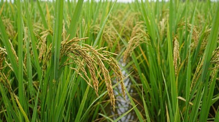 Fototapeta premium Golden ripe rice plants in lush green paddy field at harvest time