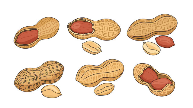 Collection of peanut illustrations showing nuts in shell, shelled kernels, and halves in a colorful cartoon style.