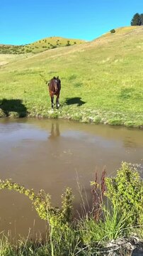 "Brown Horses Drinking Water from a Pond with Ducks Swimming"