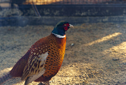 Male ring-necked pheasant stands alert on gravelly ground, its vibrant plumage featuring iridescent green head, red wattle, and chestnut body, under warm sunlight