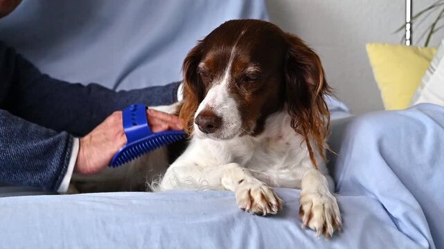 Relaxed breton spaniel dog falling asleep on sofa while brushing cozy home comfort pet wellbeing calm lifestyle, Canine behavior at home, pet care