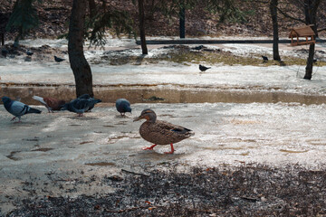 Fototapeta premium Female mallard duck with mottled brown plumage walks across a partially frozen pond, surrounded by pigeons and bare trees in a winter park setting