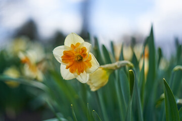 Obraz premium A close-up photograph of a blooming daffodil (Narcissus) flower featuring white outer petals and a vibrant orange trumpet-shaped corona. The flower is captured in sharp focus with shallow depth of