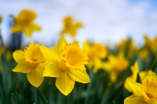 A vibrant close-up photograph of bright yellow daffodils (Narcissus) in full bloom, captured with a shallow depth of field. The foreground features one sharply focused daffodil with its
