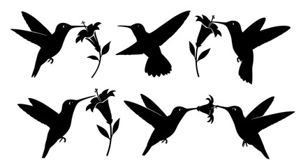 Hummingbird Nectar Feeding Vector – Flower Interaction Silhouettes © Md