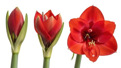 Obraz premium Stages of amaryllis bloom