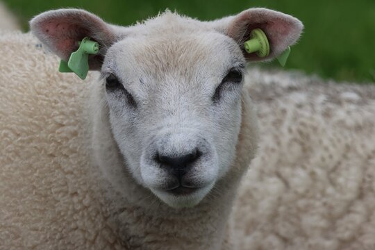 Close-up portrait of a curious Texel sheep looking directly at the camera