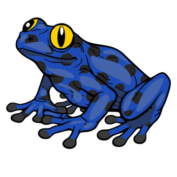 Vibrant blue poison dart frog vector illustration, isolated on white background