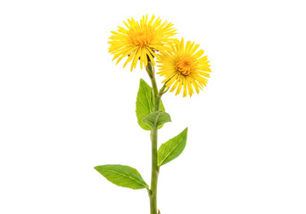 Fototapeta premium A dandelion plant with two yellow flowers