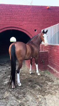 Beautiful horse standing in a traditional brick stable courtyard.