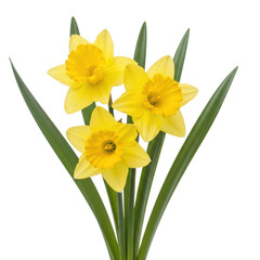 Obraz premium A vibrant bouquet of yellow daffodils with green stems and leaves