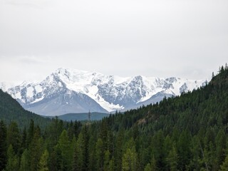Naklejka premium Snow covered mountain peaks rising behind a thick green forest under a cloudy gray sky