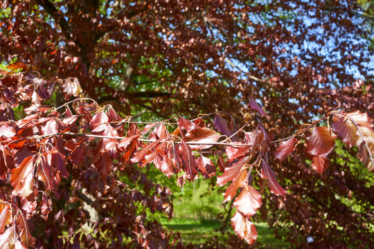 Close-up of copper beech (Fagus sylvatica purpurea) branches with vibrant reddish-purple leaves backlit by bright sunlight, creating a translucent glow effect. The fresh spring foliage dominates the