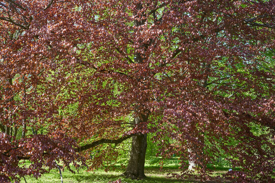 A large deciduous tree with deep reddish-purple foliage dominates the frame, likely a copper beech (Fagus sylvatica 'Purpurea'), standing prominently in a botanical garden setting. The tree features