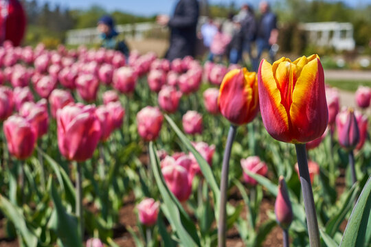 A vibrant outdoor photograph capturing a field of blooming tulips at the Vytautas Magnus University Botanical Garden in Kaunas, Lithuania. The image features a shallow depth of field with two