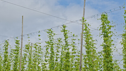 Obraz premium Detail of hop plants growing on strings. Humulus