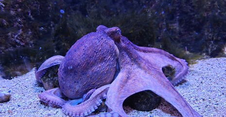 Large purple octopus resting on the sandy ocean floor in a deep underwater marine environment © MONIJA