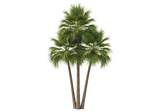A tall tree with lush green leaves and three trunks isolated on transparent background