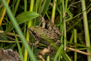 Fototapeta premium Green frog hiding in the reed - Pelophylax 