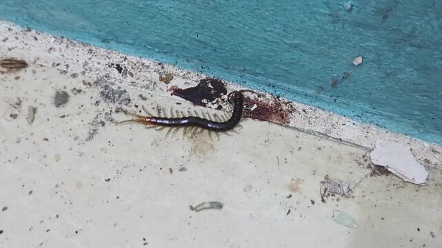 Large Scolopendra centipede crawling on a textured concrete floor with blue paint accents.