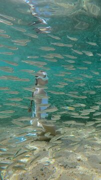 Girl freediver with long braid wearing white skin diving equipment sits on seabed and looks at overwhelming abundance of Silverside fish circling around her during annual mass spawning boom