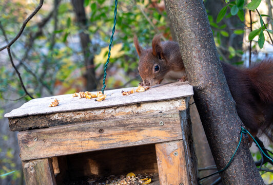 A red squirrel leans from a tree trunk to nibble walnut pieces scattered on the roof of a weathered wooden feeder. The close view highlights alert eyes, reddish fur, whiskers, and woodland feeding beh