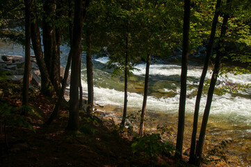 Fototapeta premium A green tongue shaped rapid on the Gull River is seen through trees on the shoreline during a sunny day in the summer.
