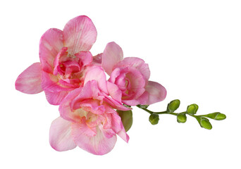 Obraz premium Beautiful pink freesia flowers isolated on white