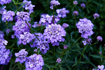 Fototapeta premium Beautiful small purple Iberis flowers blooming in the garden.