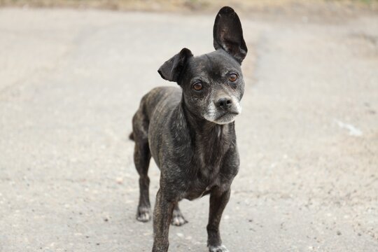 Homeless animal. Cute stray dog outdoors, closeup